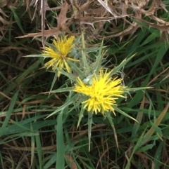 Carthamus lanatus (Saffron Thistle) at Holt, ACT - 22 Apr 2021 by NedJohnston