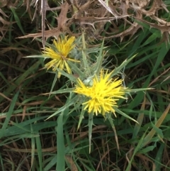 Carthamus lanatus (Saffron Thistle) at Holt, ACT - 22 Apr 2021 by Ned_Johnston