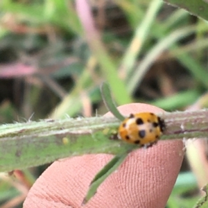 Hippodamia variegata at Holt, ACT - 22 Apr 2021