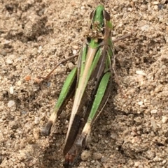 Caledia captiva (grasshopper) at Holt, ACT - 22 Apr 2021 by Ned_Johnston