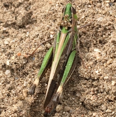 Caledia captiva (grasshopper) at Holt, ACT - 22 Apr 2021 by Ned_Johnston