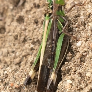 Caledia captiva at Holt, ACT - 22 Apr 2021