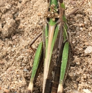 Caledia captiva at Holt, ACT - 22 Apr 2021