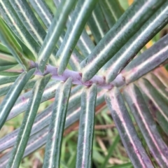 Euphorbia lathyris at Woodstock Nature Reserve - 22 Apr 2021 12:08 PM