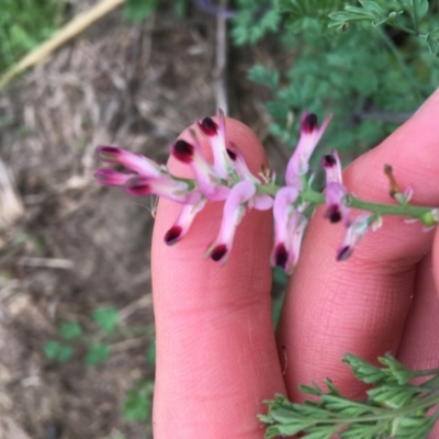 Fumaria sp. (Fumitory) at Woodstock Nature Reserve - 22 Apr 2021 by Ned_Johnston