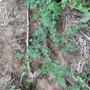 Fumaria sp. at Holt, ACT - 22 Apr 2021