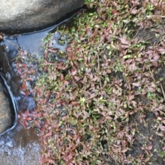 Ludwigia palustris (Marsh Purslane) at Woodstock Nature Reserve - 22 Apr 2021 by Ned_Johnston