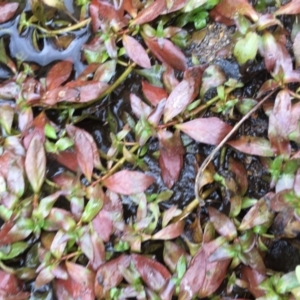 Ludwigia palustris at Holt, ACT - 22 Apr 2021