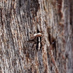 Euophryinae sp. (Mr Stripey) undescribed (Mr Stripey) at Mulligans Flat - 21 Apr 2021 by DPRees125