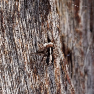 Euophryinae sp. (Mr Stripey) undescribed at Forde, ACT - 21 Apr 2021