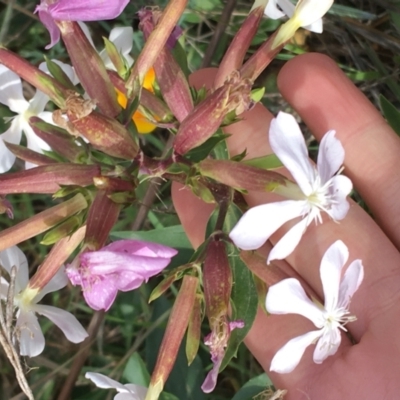 Saponaria officinalis (Soapwort, Bouncing Bet) at Holt, ACT - 22 Apr 2021 by Ned_Johnston