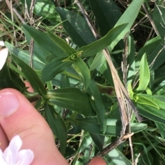 Saponaria officinalis at Woodstock Nature Reserve - 22 Apr 2021