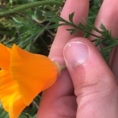 Eschscholzia californica (California Poppy) at Woodstock Nature Reserve - 22 Apr 2021 by Ned_Johnston