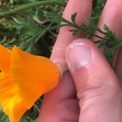 Eschscholzia californica (California Poppy) at Holt, ACT - 22 Apr 2021 by Ned_Johnston