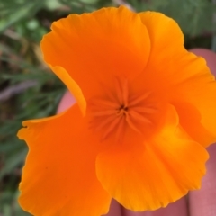 Eschscholzia californica at Holt, ACT - 22 Apr 2021