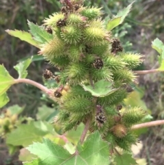 Xanthium occidentale (Noogoora Burr, Cockle Burr) at Woodstock Nature Reserve - 22 Apr 2021 by Ned_Johnston