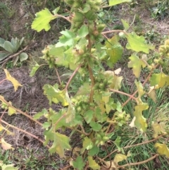 Xanthium occidentale at Holt, ACT - 22 Apr 2021