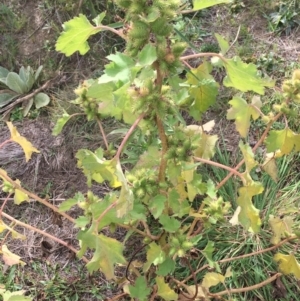 Xanthium occidentale at Holt, ACT - 22 Apr 2021