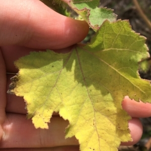 Xanthium occidentale at Holt, ACT - 22 Apr 2021