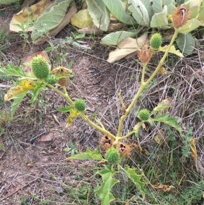 Datura stramonium (Common Thornapple) at Holt, ACT - 22 Apr 2021 by NedJohnston