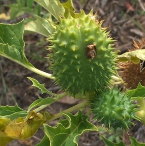 Datura stramonium at Holt, ACT - 22 Apr 2021