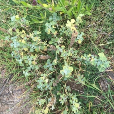 Marrubium vulgare (Horehound) at Holt, ACT - 22 Apr 2021 by NedJohnston