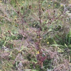 Bidens subalternans (Greater Beggars Ticks) at Holt, ACT - 22 Apr 2021 by NedJohnston