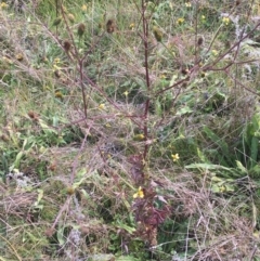 Bidens subalternans (Greater Beggars Ticks) at Woodstock Nature Reserve - 22 Apr 2021 by Ned_Johnston