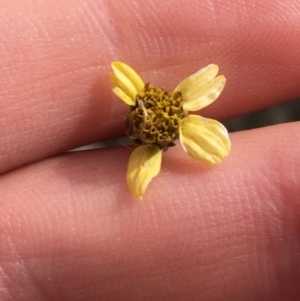 Bidens subalternans at Holt, ACT - 22 Apr 2021 11:16 AM