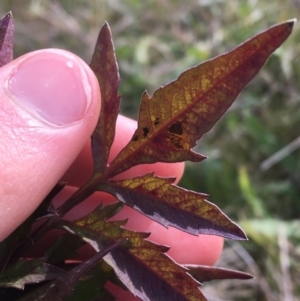 Bidens subalternans at Holt, ACT - 22 Apr 2021