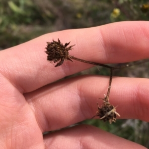 Bidens subalternans at Holt, ACT - 22 Apr 2021 11:16 AM