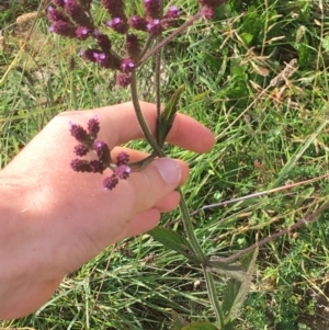 Verbena incompta at Holt, ACT - 22 Apr 2021