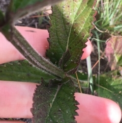 Verbena incompta at Holt, ACT - 22 Apr 2021