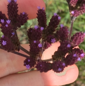 Verbena incompta at Holt, ACT - 22 Apr 2021