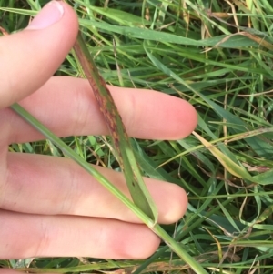 Avena sp. at Holt, ACT - 22 Apr 2021 11:05 AM