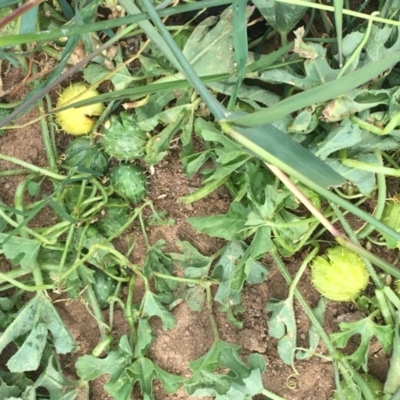 Cucumis myriocarpus (Prickly Paddy Melon) at Holt, ACT - 22 Apr 2021 by NedJohnston