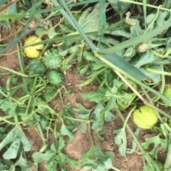 Cucumis myriocarpus (Prickly Paddy Melon) at Holt, ACT - 22 Apr 2021 by Ned_Johnston