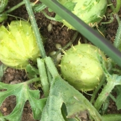 Cucumis myriocarpus at Holt, ACT - 22 Apr 2021