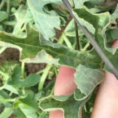 Cucumis myriocarpus at Holt, ACT - 22 Apr 2021 11:04 AM