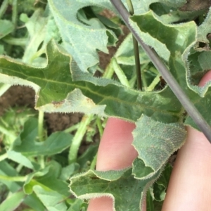 Cucumis myriocarpus at Holt, ACT - 22 Apr 2021 11:04 AM