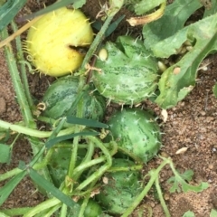 Cucumis myriocarpus at Holt, ACT - 22 Apr 2021