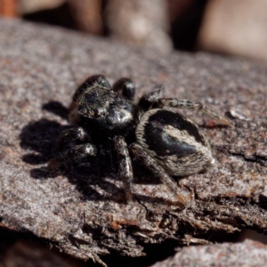 Salpesia sp. (genus) at Forde, ACT - 21 Apr 2021 01:09 PM