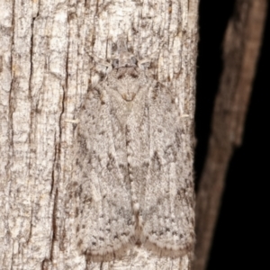 Isotenes miserana at Melba, ACT - 19 Apr 2021 07:41 PM