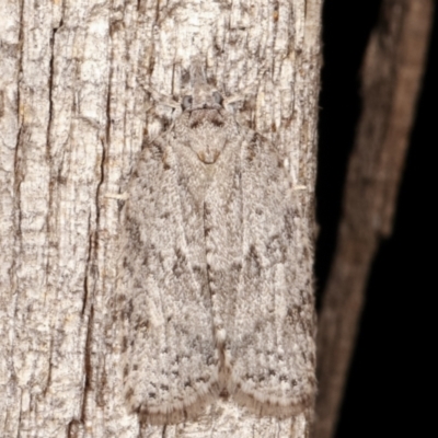 Isotenes miserana (Orange Fruit Borer) at Melba, ACT - 19 Apr 2021 by kasiaaus