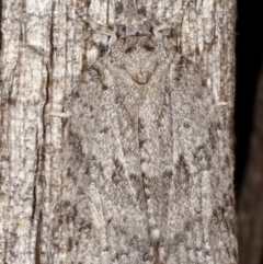 Isotenes miserana at Melba, ACT - 19 Apr 2021 07:41 PM