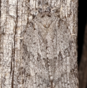 Isotenes miserana at Melba, ACT - 19 Apr 2021