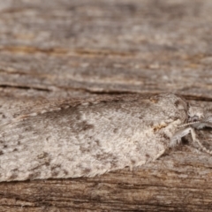 Isotenes miserana at Melba, ACT - 19 Apr 2021 07:41 PM