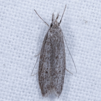 Phryganeutis cinerea (Chezala Group moth) at Melba, ACT - 19 Apr 2021 by kasiaaus