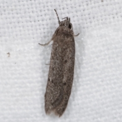 Oecophoridae (family) (Unidentified Oecophorid concealer moth) at Melba, ACT - 19 Apr 2021 by kasiaaus