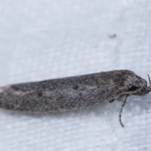 Oecophoridae (family) at Melba, ACT - 19 Apr 2021 07:45 PM